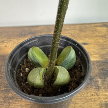 Load image into Gallery viewer, Erythrina lysistemon 'Lucky Bean'