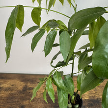 Load image into Gallery viewer, Erythrina lysistemon 'Lucky Bean'