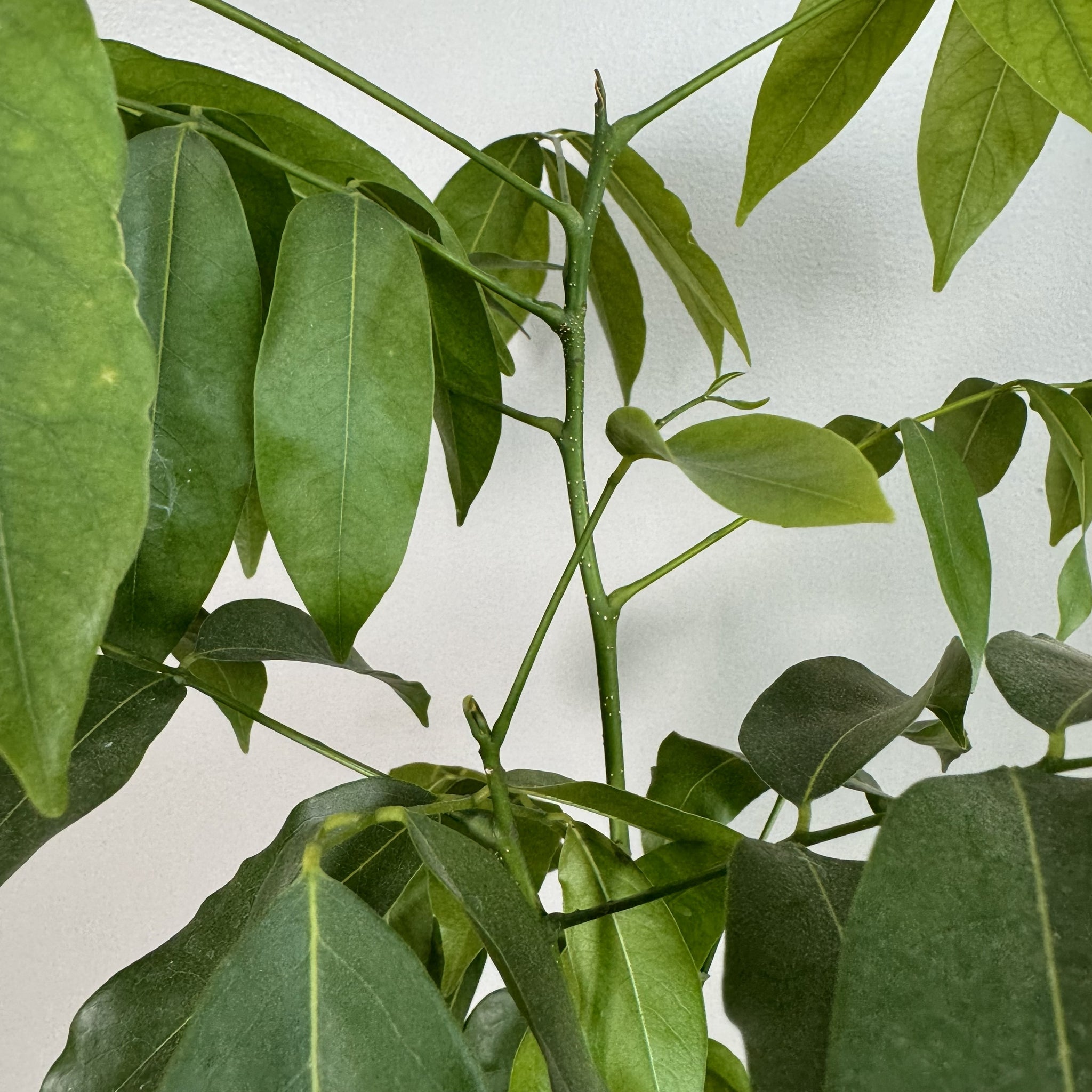 lucky bean plant seed Erythrina lysistemon 'Lucky Bean'