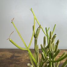 Load image into Gallery viewer, Green Euphorbia Sticks of Fire succulent cuttings with cylindrical stems on wooden surface