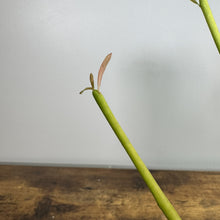 Load image into Gallery viewer, Young Euphorbia 'Sticks of Fire' cutting with green stem and small emerging leaves
