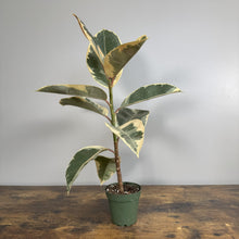 Load image into Gallery viewer, Ficus 'Tineke' Rubber Plant