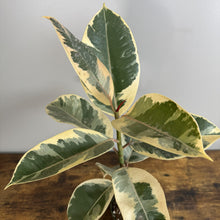 Load image into Gallery viewer, Ficus 'Tineke' Rubber Plant