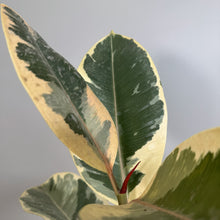 Load image into Gallery viewer, Ficus 'Tineke' Rubber Plant