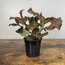 Load image into Gallery viewer, Fittonia nerve plant with green leaves featuring bright pink veining in black nursery pot