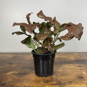 Fittonia Assorted Nerve Plant