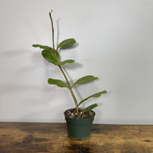 Load image into Gallery viewer, Hoya Kerri tropical plant in green pot with heart-shaped succulent leaves on wooden surface
