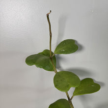 Load image into Gallery viewer, Hoya Kerri succulent cutting with heart-shaped green leaves on white background