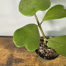Load image into Gallery viewer, Young Hoya Kerri houseplant with heart-shaped succulent leaves in small pot on wooden surface