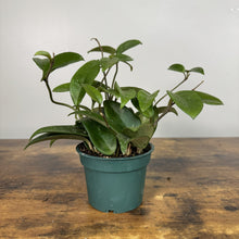 Load image into Gallery viewer, Hoya carnosa 'Jade' tropical houseplant with thick green leaves in teal plastic pot