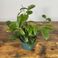 Load image into Gallery viewer, Hoya carnosa 'Jade' tropical houseplant with glossy green leaves in small green pot