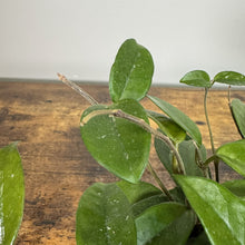 Load image into Gallery viewer, Hoya carnosa 'Jade' tropical houseplant with thick green waxy leaves on wooden surface