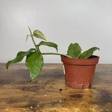 Load image into Gallery viewer, Hoya Villosa