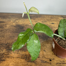 Load image into Gallery viewer, Hoya Villosa