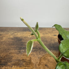 Load image into Gallery viewer, Hoya Villosa