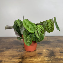 Load image into Gallery viewer, Maranta 'Cat Moustache' prayer plant with distinctive green striped leaves in terracotta pot