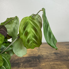 Load image into Gallery viewer, Maranta Cat Moustache plant with distinctive green striped leaves drooping on wooden surface