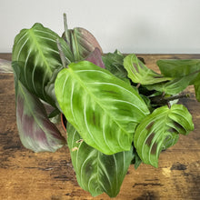 Load image into Gallery viewer, Maranta 'Cat Moustache' plant with distinctive ribbed green leaves and burgundy undersides on wooden surface
