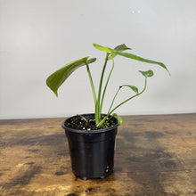 Load image into Gallery viewer, Young Monstera Yellow Marilyn plant in black nursery pot with variegated green leaves