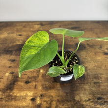 Load image into Gallery viewer, Young Monstera Yellow Marilyn plant with variegated green and yellow leaves in black pot