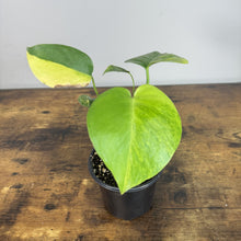Load image into Gallery viewer, Monstera Yellow Marilyn plant in black pot showing distinctive heart-shaped variegated leaves