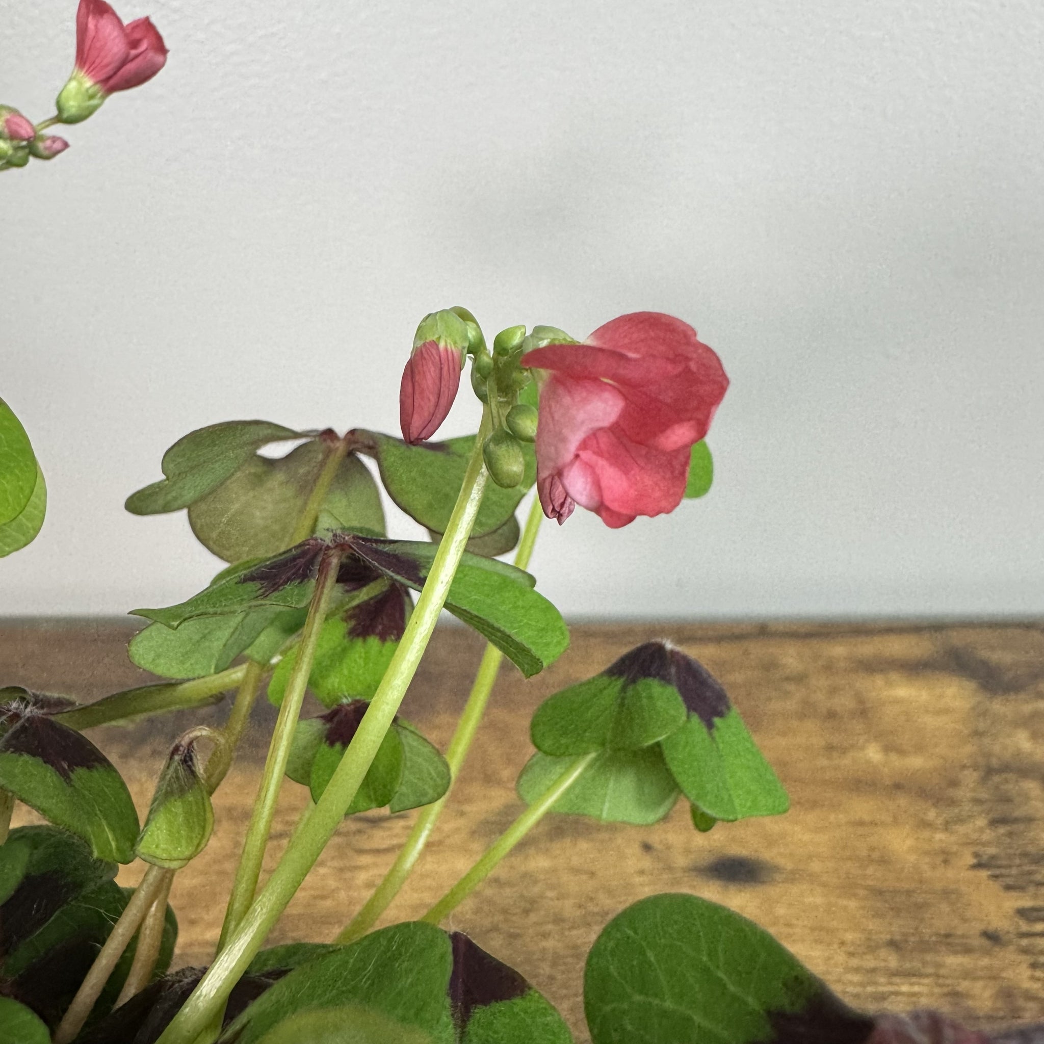 iron cross plant indoor Oxalis 'Iron Cross'