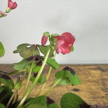 Load image into Gallery viewer, Oxalis 'Iron Cross'