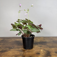 Load image into Gallery viewer, Oxalis 'Mystic Mist'