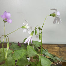 Load image into Gallery viewer, Oxalis 'Mystic Mist'