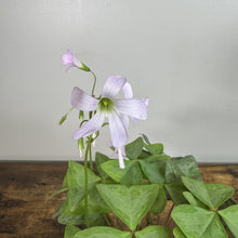 Load image into Gallery viewer, Oxalis 'Mystic Mist'