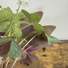 Load image into Gallery viewer, Oxalis 'Mystic Mist'