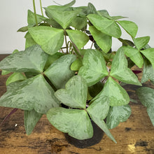 Load image into Gallery viewer, Oxalis 'Mystic Mist'