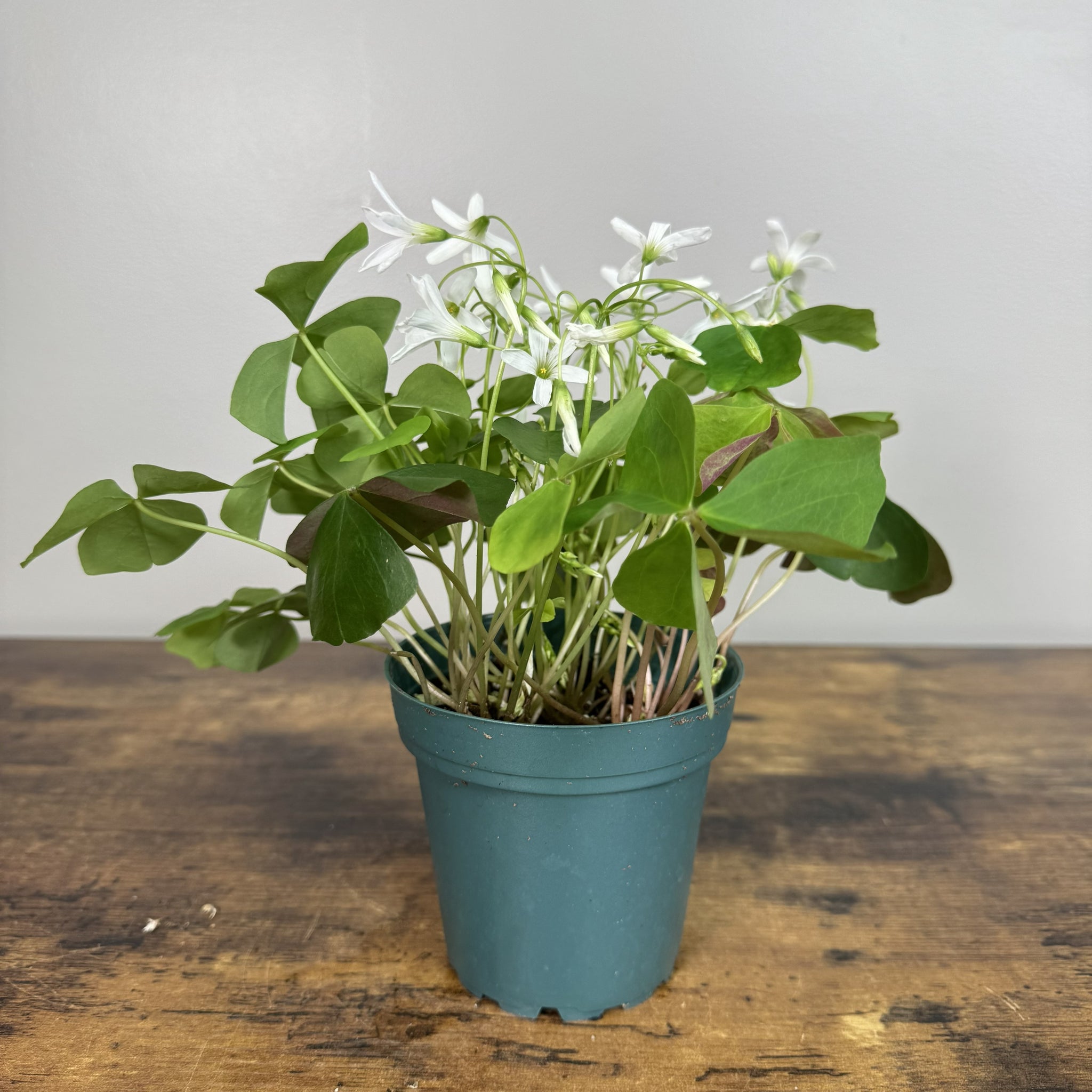 shamrock potted plant Oxalis 'Shamrock Green'