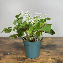 Load image into Gallery viewer, Oxalis Shamrock Green plant with white flowers and clover-like leaves in blue pot