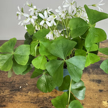 Load image into Gallery viewer, Oxalis shamrock plant with white flowers and three-leaflet green foliage in pot