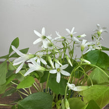 Load image into Gallery viewer, White flowering Oxalis shamrock plant with bright green heart-shaped leaves in pot