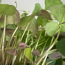 Load image into Gallery viewer, Oxalis shamrock plant with three-leaflet green and purple foliage in container