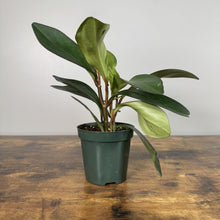 Load image into Gallery viewer, Peperomia obtusifolia Green houseplant with thick glossy leaves in dark green nursery pot