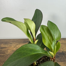 Load image into Gallery viewer, Healthy Peperomia obtusifolia Green plant with thick glossy leaves in small pot