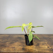 Load image into Gallery viewer, Philodendron 'Florida Ghost'