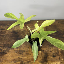 Load image into Gallery viewer, Philodendron 'Florida Ghost'