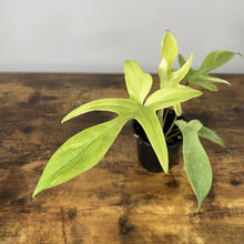 Load image into Gallery viewer, Philodendron 'Florida Ghost'