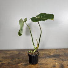 Load image into Gallery viewer, Young Philodendron Gloriosum plant in black pot showing heart-shaped leaves with white veining