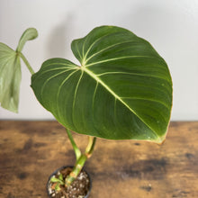 Load image into Gallery viewer, Philodendron Gloriosum plant with large heart-shaped green leaves and prominent white veining in pot