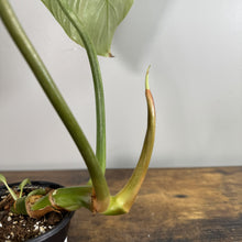 Load image into Gallery viewer, Philodendron Gloriosum plant in black pot showing heart-shaped leaves and aerial root growth