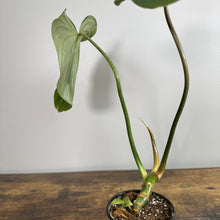 Load image into Gallery viewer, Young Philodendron Gloriosum plant with heart-shaped leaf and aerial roots in small pot