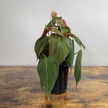 Load image into Gallery viewer, Philodendron Micans tropical houseplant with heart-shaped velvety green leaves in black nursery pot