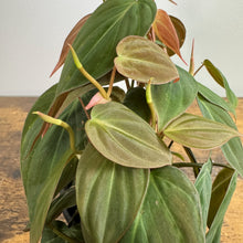 Load image into Gallery viewer, Philodendron Micans plant with velvety heart-shaped leaves in green and bronze tones