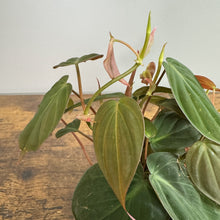 Load image into Gallery viewer, Philodendron Micans plant with heart-shaped velvety green leaves and trailing vines on wooden surface