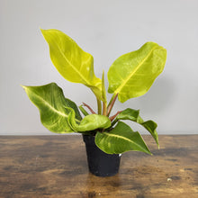 Load image into Gallery viewer, Philodendron Moonlight plant in black nursery pot showing bright yellow-green foliage